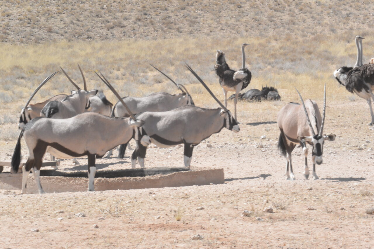 safari kalahari desert south africa