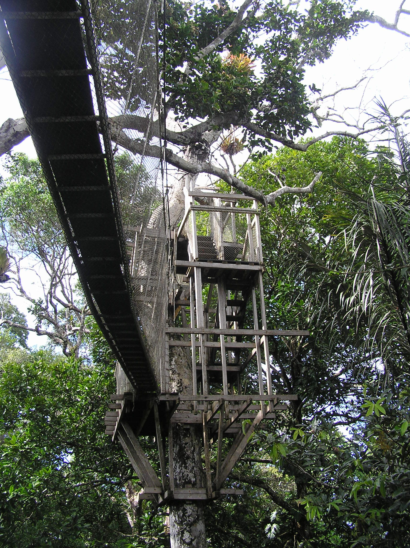 how to do canopy walkway amazon rainforest iquitos peru