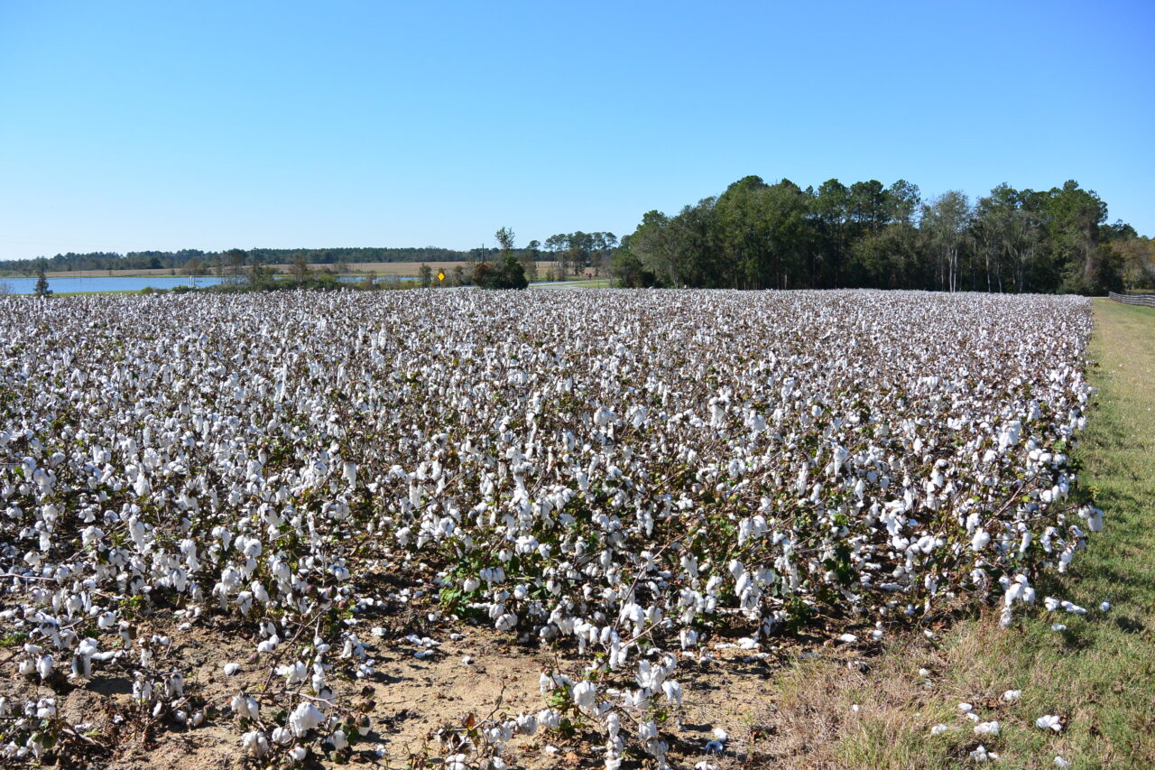 Fields of Cotton